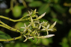 Cerbera odollam